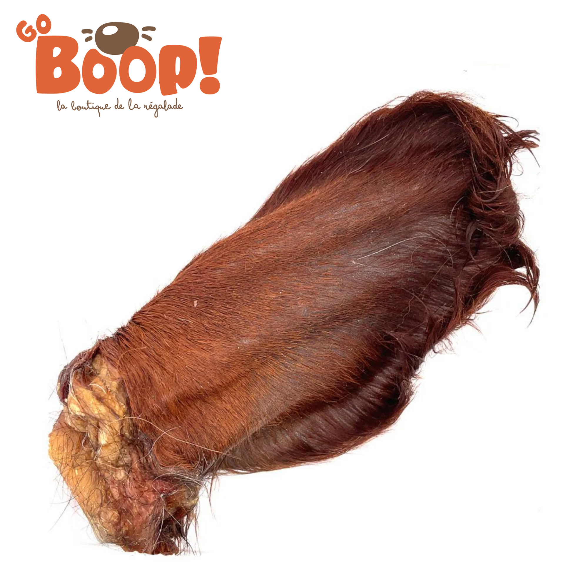 Oreille de boeuf poilue avec cartilage