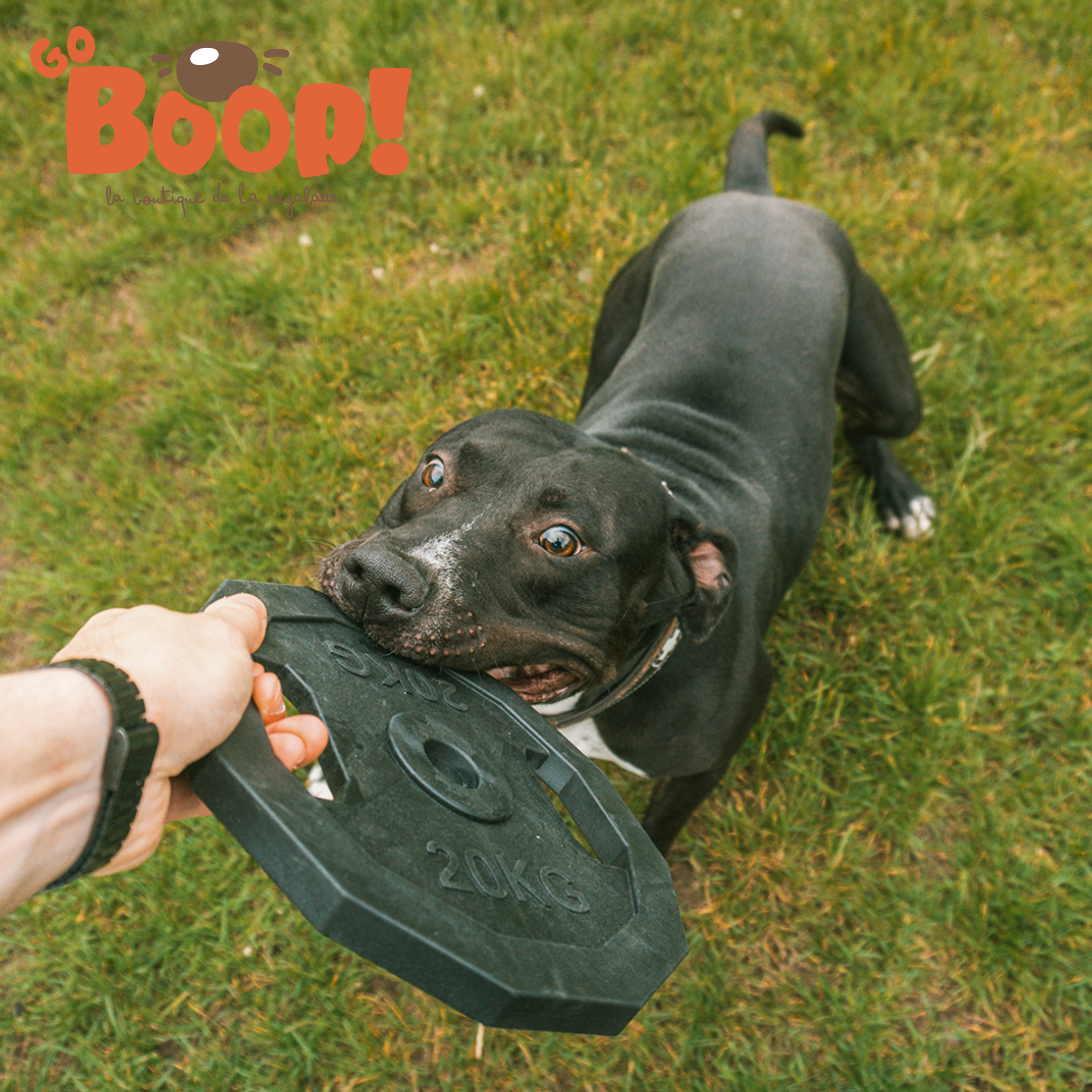 🏋️‍♂️ For The Gainz – Jouet pour Chien en Forme d'Haltère Noir