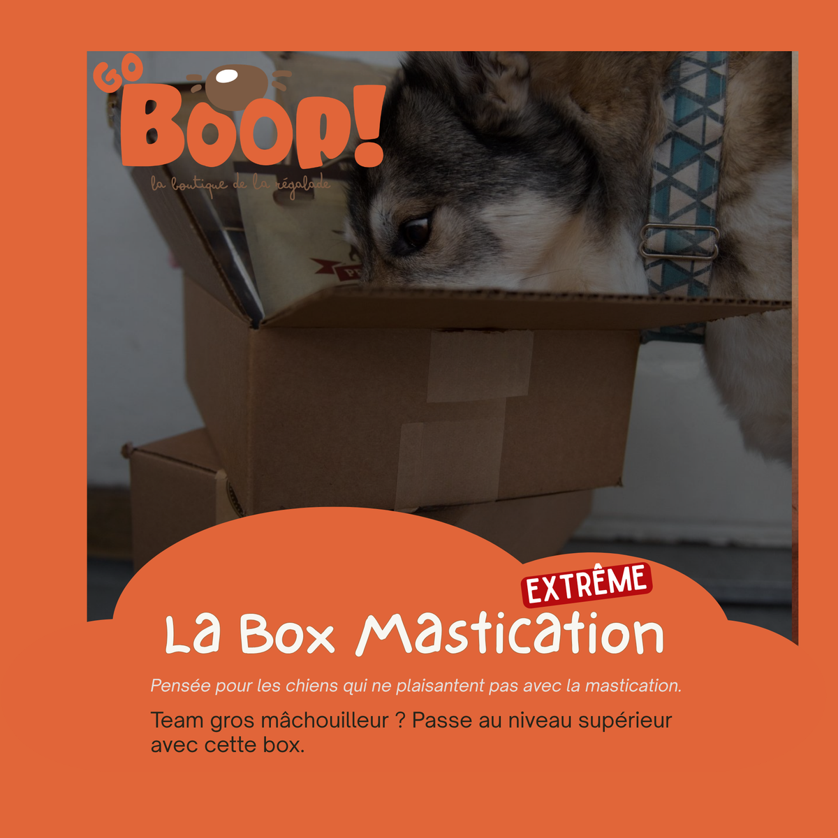 La Boop'Box Mastication Extrême  🦴💥