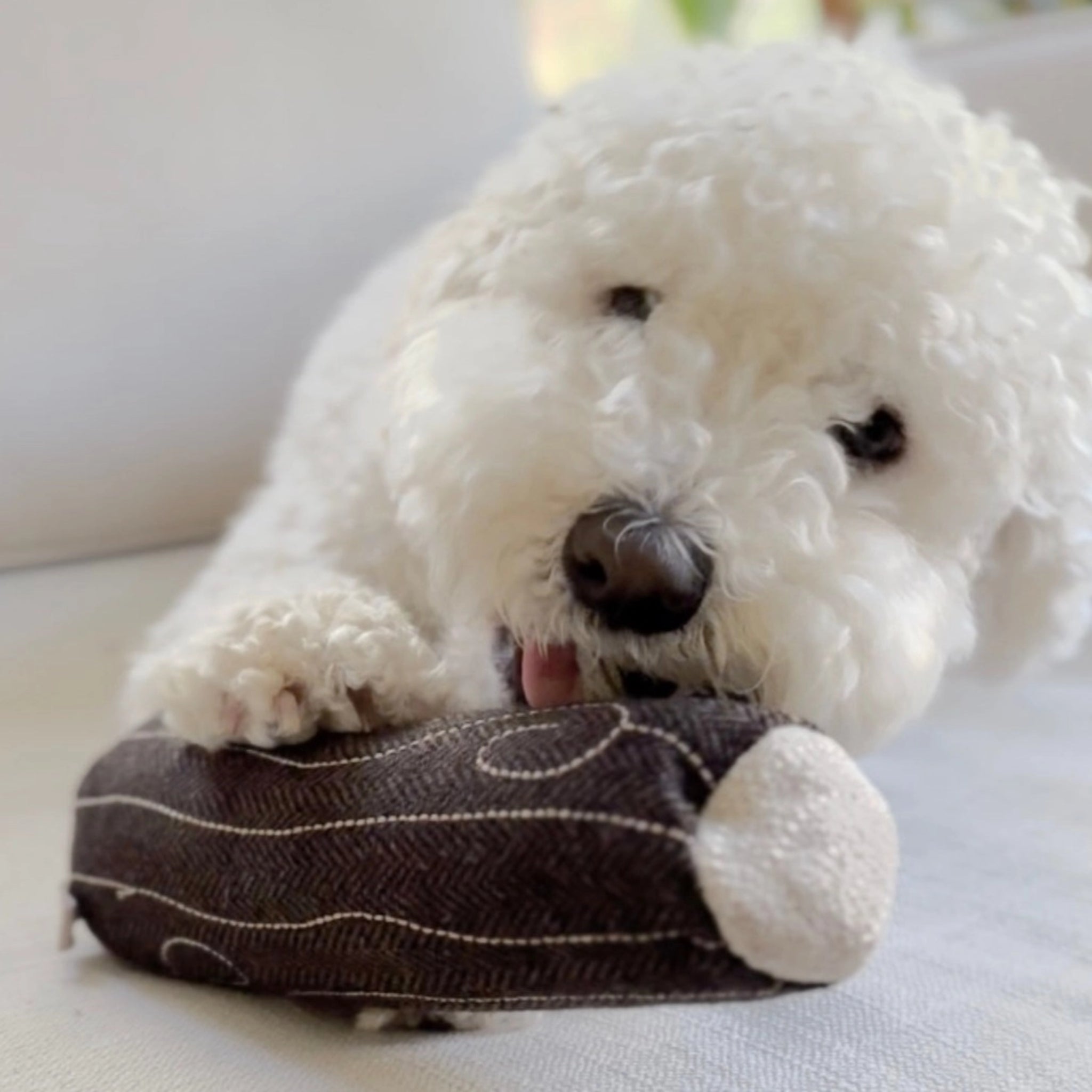Buche Couineuse  Lambwolf